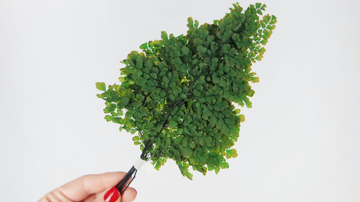Adianthum Lutti Farn konserviert Premium - 6 Stiele