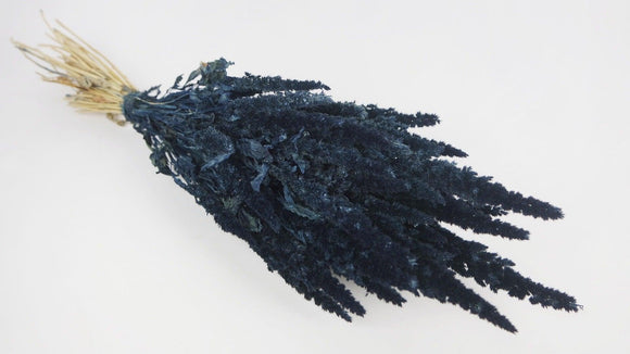 Amarant mit Stängel getrocknet - 1 Strauß - Nachtblau