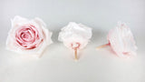 Roses stabilisées Avalanche Earth Matters - 3 têtes - Champagne pink 131