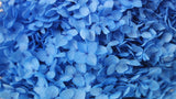 Konservierte Hortensie Anna  - 1 Kopf - Blau