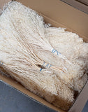 Broom Bloom getrocknet - 2 kg - Elfenbein