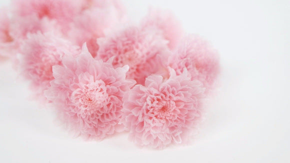 Chrysantheme mini Kogiku konserviert Earth Matters - 12 Köpfe - Sherbet Pink 102 - Si-nature