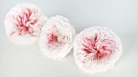 Rosen konserviert Dance Earth Matters - 3 Köpfe - Champagne pink 131