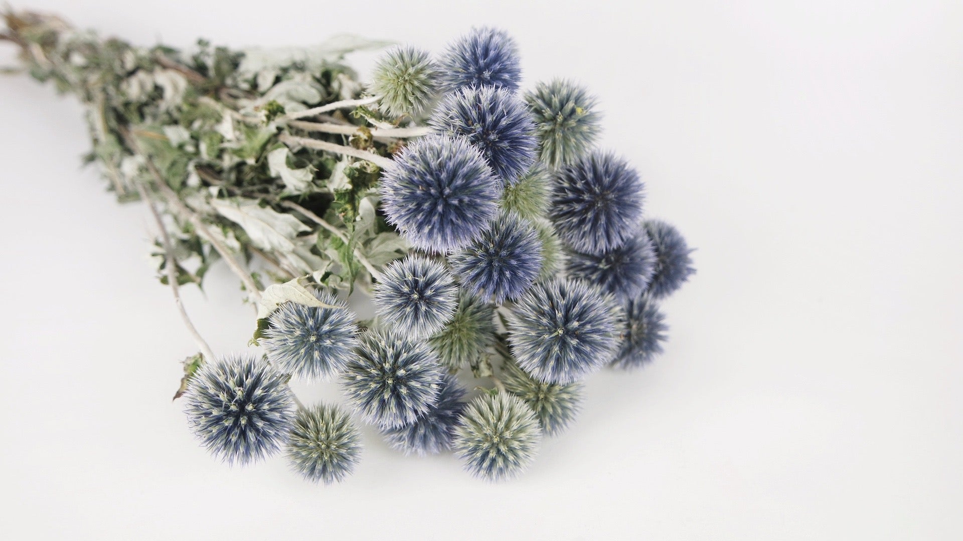 Disteln getrocknet - Trockenblumen Online Kaufen