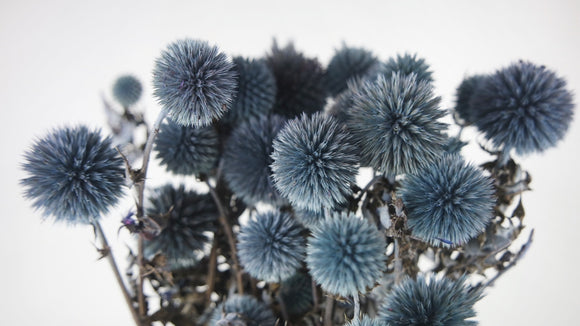Dried Echinops - 1 bunch - Blue