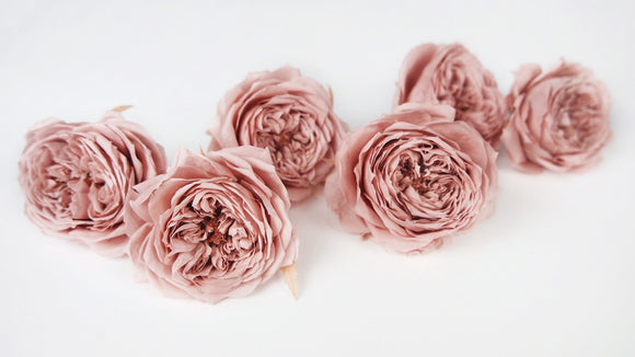 Rosas inglesas preservadas Elena Earth Matters - 6 cabezas - Rosa malva 192