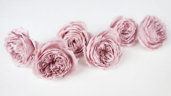 English roses preserved Elena Earth Matters - 6 heads - Misty rose 241