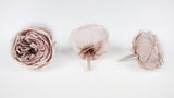 English roses preserved Elena Earth Matters - 6 heads - Pink beige 108