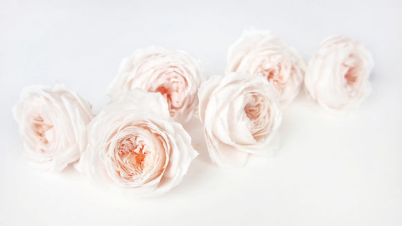Roses anglaises stabilisées Elena Earth Matters - 6 têtes - White champagne 021