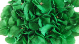 Preserved hydrangea - 1 head - Emerald green