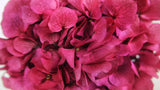 Hortensia preservada - 1 cabeza - rojo fucsia