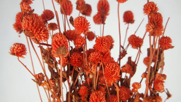 Gomphrena - 1 Bund - Orange