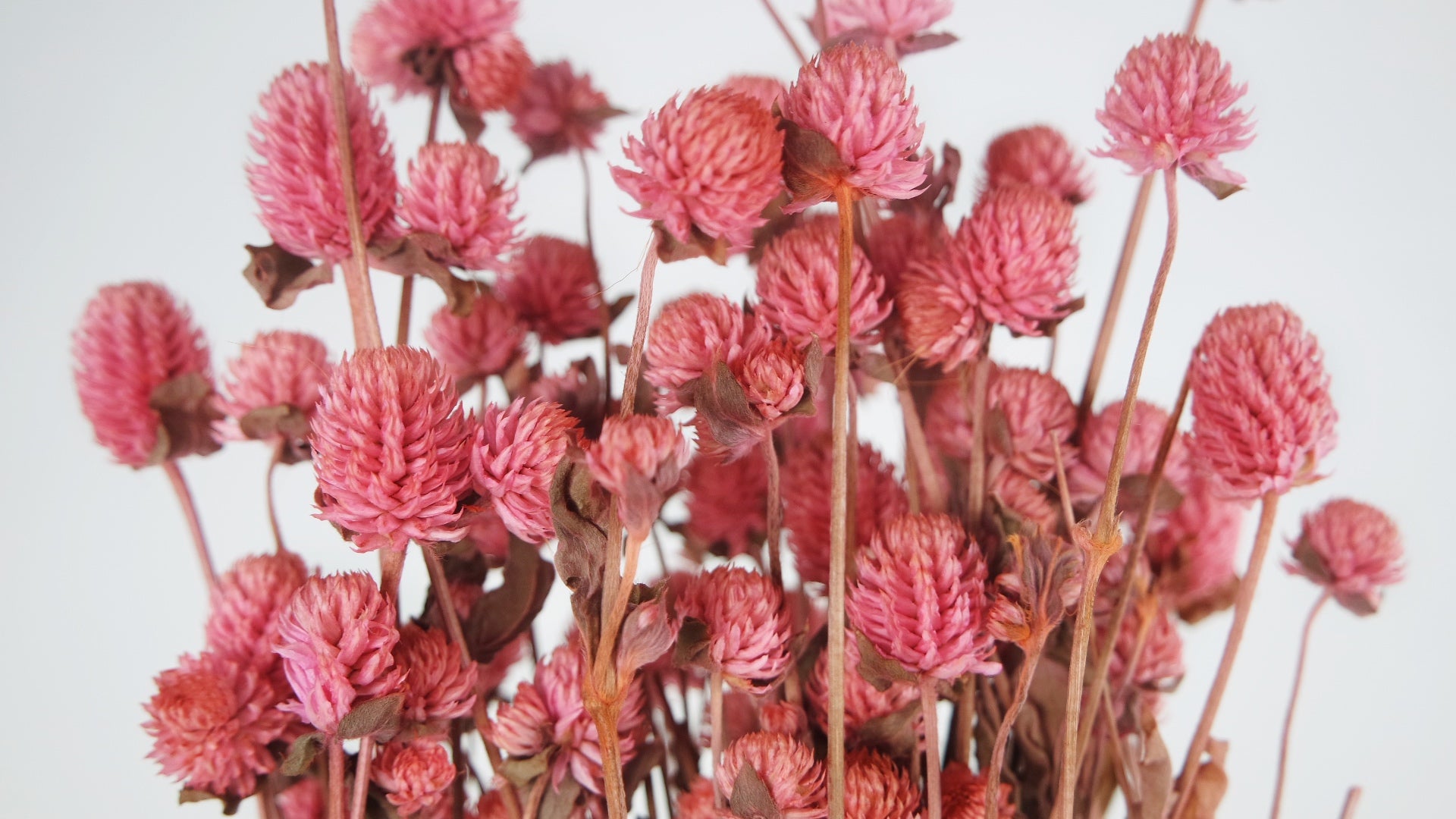 Trockenblumen Großhandel, Getrocknete Blumen online kaufen 💐 – Si-nature