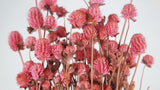 Gomphrena - 1 Bund - Rosa