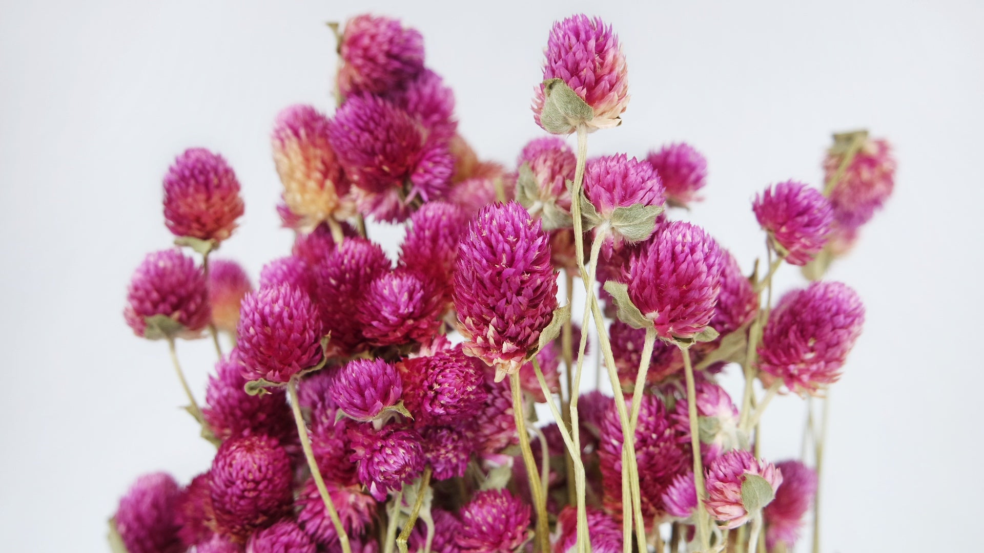 Trockenblumen Großhandel, Getrocknete Blumen online kaufen 💐 – Si-nature