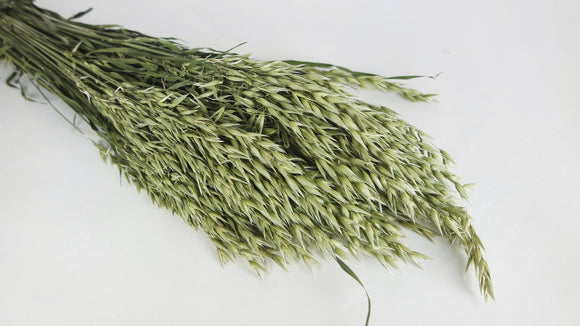 Hafer getrocknet - 1 Bund - Naturfarbe