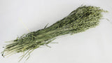 Avoine sechée - 1 botte - Couleur naturelle