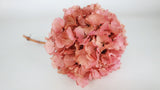 Preserved hydrangea - 1 head - Light pink