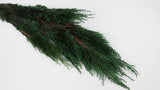 Thuja konserviert Earth Matters - 1 Bund - Green 700