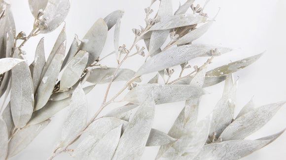 Eukalyptus Sideroxylon mit Frucht getrocknet Earth Matters - 1 Bund - Wash White 012