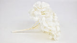 Konservierte Hortensie Plus Kiara - 1 Kopf - Pure white