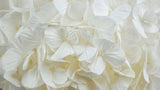 Konservierte Hortensie Plus Kiara - 1 Kopf - Pure white