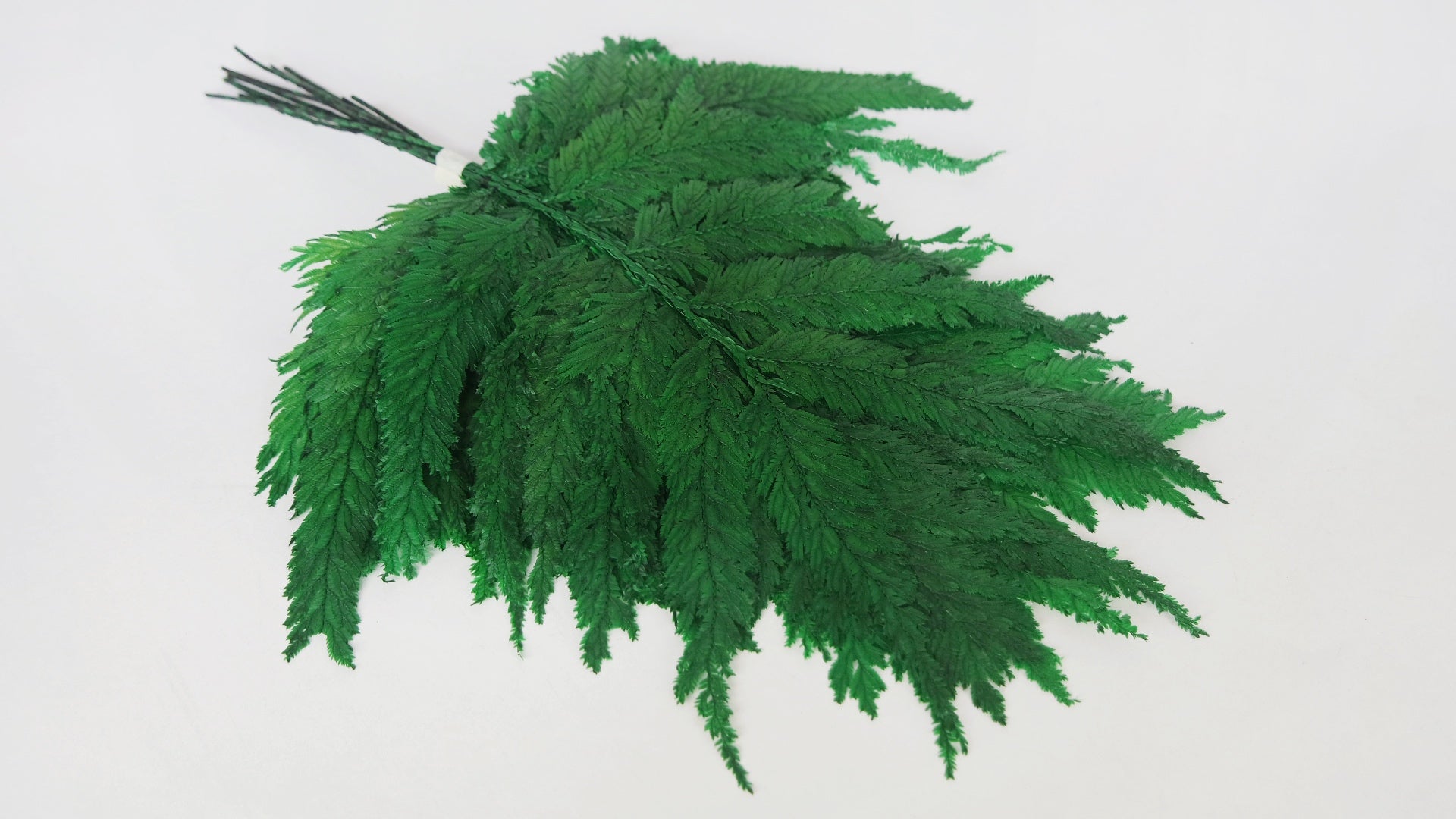 schwarzer gummibaum XXL Gummibaum Stamm kaufen – Green Me Up main image 1