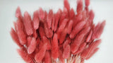 Lagurus - 1 Bund - Cranberry