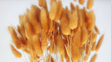 Bunny Tail Grass - 1 bunch - Honey