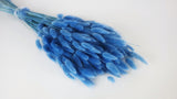 Lagurus essiccati - 1 mazzo - Blu