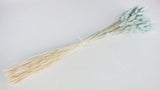 Bunny Tail Grass - 1 bunch - Light blue 