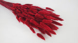 Lagurus getrocknet - 1 Bund - Rot
