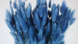 Lagurus essiccati - 1 mazzo - Blu