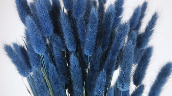 Lagurus seco - 1 manojo - Azul cobalto