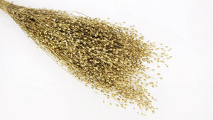 Lepidium Atraxa - 1 Bund - Gold