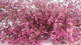 Dried limonium - 1 bunch XL - Vintage pink