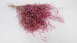 Dried limonium - 1 bunch XL - Vintage pink