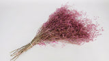Dried limonium - 1 bunch XL - Vintage pink