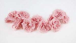 Rosen konserviert French Marianne Earth Matters - 12 Köpfe - Vanilla pink 133