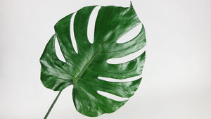 monstera welches substrat Professionelles Substrat Secret Garden für Monstera & Araceae – SG PRE –  Secret Garden Plant Shop main image 1
