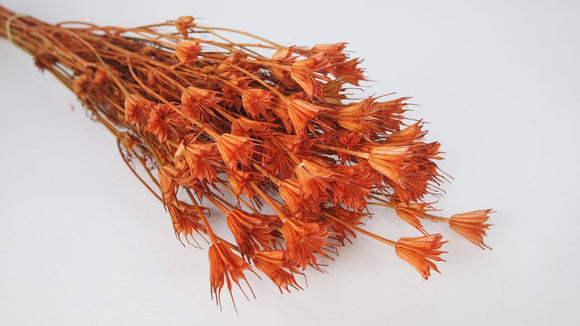 Nigella orientalis - 1 Bund - Terracotta