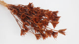 Nigella orientalis - 1 Bund - Rost - Si-nature