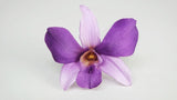 Orchidee Dendrobium Sonia konserviert Earth Matters - 6 Köpfe - Purple 400