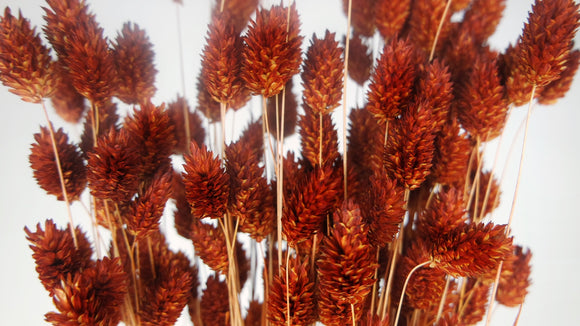 Phalaris getrocknet - 1 Bund - Karamell