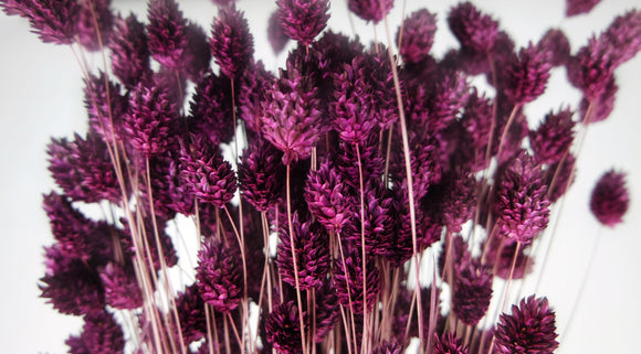 Phalaris getrocknet - 1 Bund - Pflaume