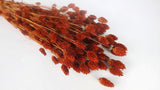 Phalaris séché - 1 botte - Caramel