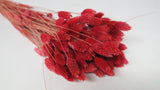 Phalaris getrocknet - 1 Bund - Cranberry