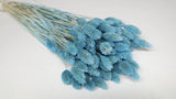 Phalaris getrocknet - 1 Bund - Baby blue