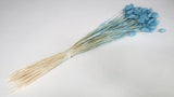 Phalaris getrocknet - 1 Bund - Baby blue