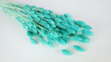 Dried phalaris - 1 bunch - Turquoise blue